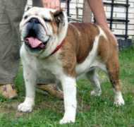 bulldogpedigree.com Davitson