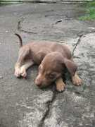 dog-lover-gifts.com Dayandayan
