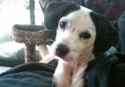 noticias24.com Dayci