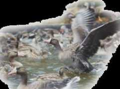 qjduck.com Dayian
