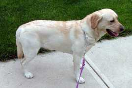 Daylee