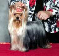 blumoonyorkies.com Dealia