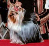 blumoonyorkies.com Dealia