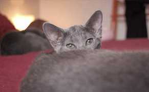 Deamar