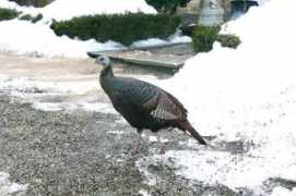 blog.ctnews.com Dearfield
