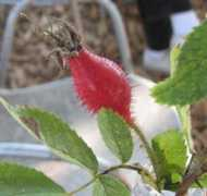 Debasitis