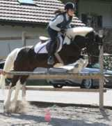 shetlandpony.ch Debbei