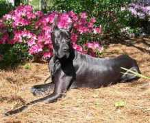 Debeau