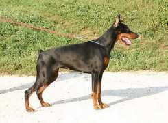 dobermann-review.com Debiana