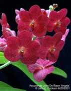 Debiase