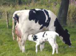 Debier