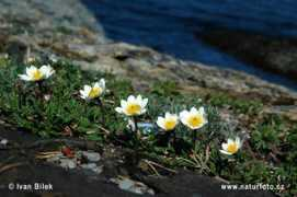 naturephoto-cz.com Debik