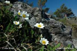 naturephoto-cz.com Debik