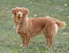 retriver.cz Debira