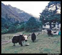 Deboche