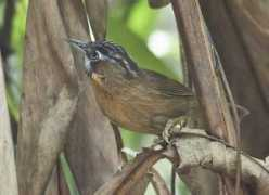 orientalbirdimages.org Deborshee