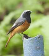 orientalbirdimages.org Deborshee