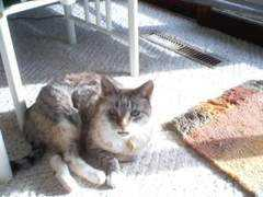 catster.com Decar