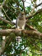 oiseaux.net Dechelle