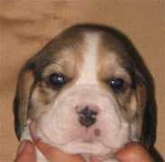 beagle.cz Decik