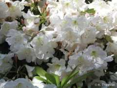 rhodogarden.com Decorum