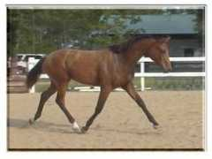emeraldspringequestrian.com Dederick