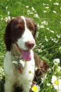 vivapets.com Deebie