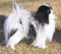 hapichin.com Deedoo