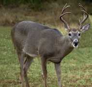 Deer