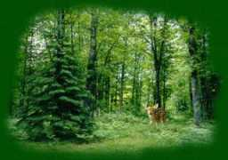 Deerani