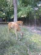 Deers