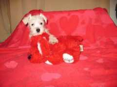 snowypineschnauzers.com Deeter
