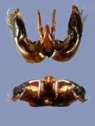 nhm.ac.uk Defector