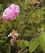 rosefog.us Deflandre