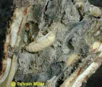 lesinsectesduquebec.com Degat