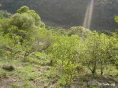 Degoma