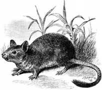 Degu