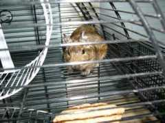 Degu