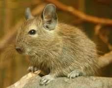 Degu