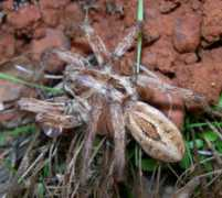 spiderzrule.com Dehelean