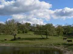objetivoextremadura.hoy.es Dehesa