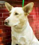 adoptaunamigo.org Dehni