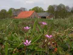 loegiesen.nl Dehout