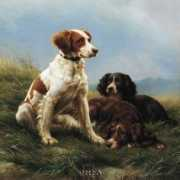Deiker
