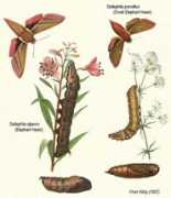 delta-intkey.com Deile