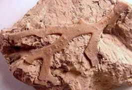 skywalker.cochise.edu Deissi