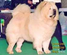 chow.chow.ru Deivon