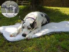 danesonline.com Dekoda