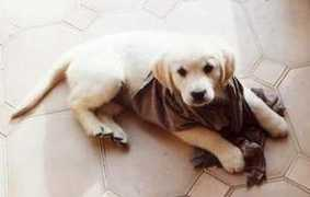 babillebaougoldenret.free.fr Delamur