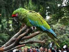 elclarin.cl Delatado